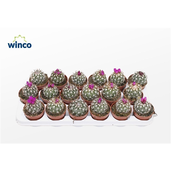 <h4>Coryphantha Purpuriflora</h4>
