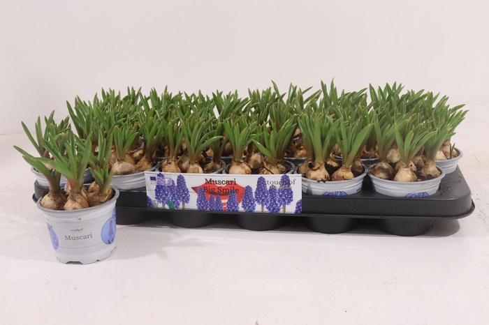 <h4>MUSCAR BIG SMILE</h4>