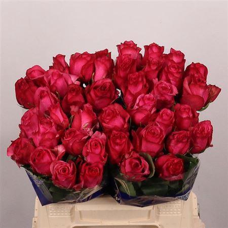 <h4>R Gr Paloma Royale</h4>