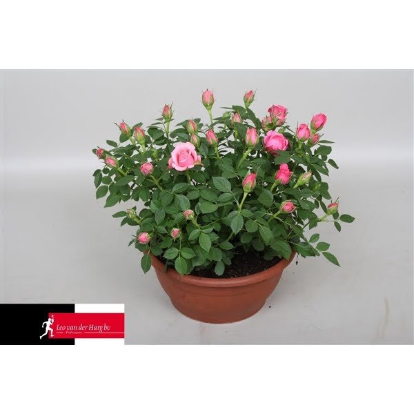 <h4>Rosa Kordana Schaal Flirt (roze)</h4>