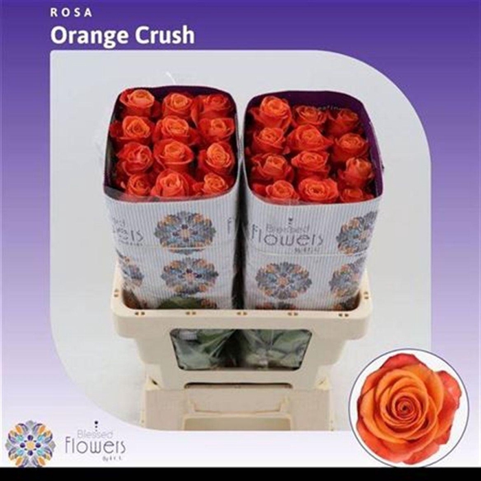<h4>R Gr Eq Orange Crush</h4>