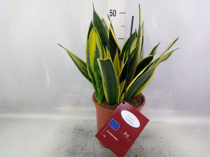 <h4>Sansevieria trifa.   ...</h4>