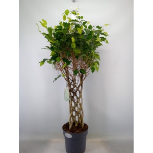 Ficus benja.   ...special shapes