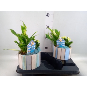 Arr.    Planten  L%