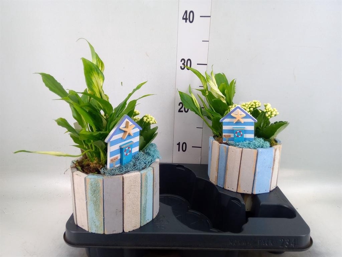 <h4>Arr.    Planten  L%</h4>