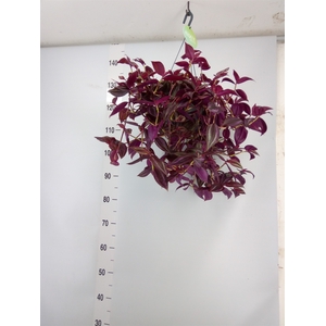 Tradescantia   ...