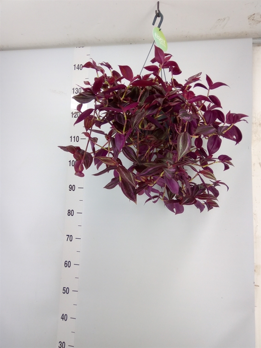 <h4>Tradescantia   ...</h4>