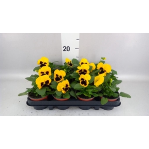 Viola wr. 'Colossus Yellow Blotch'