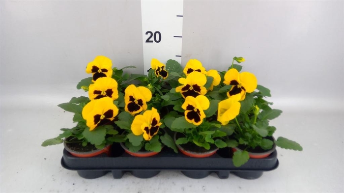<h4>Viola wr. 'Colossus Yellow Blotch'</h4>
