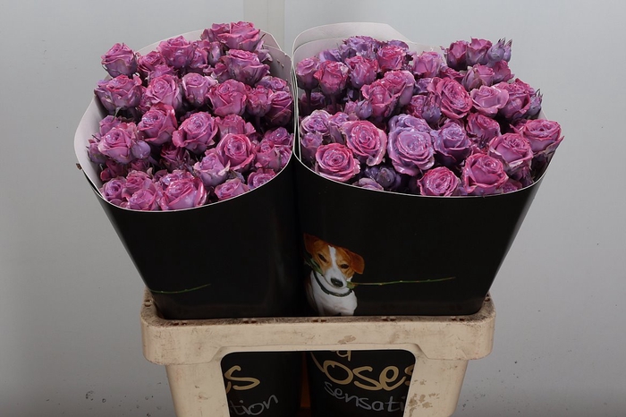 <h4>Wax-Rozen Wax Tros Classic Lavender</h4>