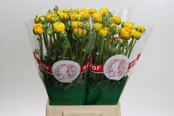 <h4>Ranunculus asiaticus 'Aazur Yellow'</h4>