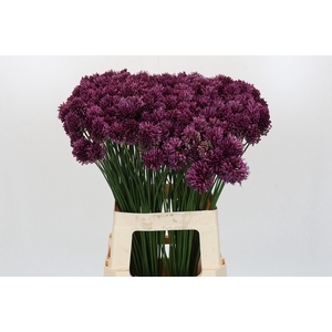 Allium Sphaerocephalon
