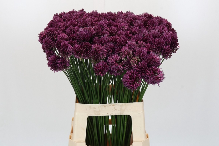 <h4>Allium Sphaerocephalon</h4>