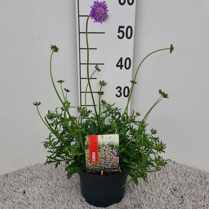 <h4>Scabiosa columb. 'Butterfly Blue'</h4>