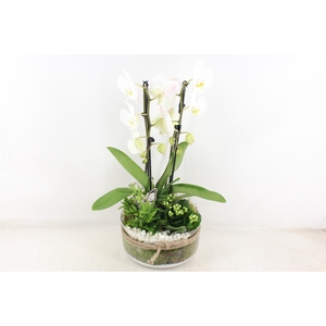 arr2 PL - Bose XL touw phal. wit