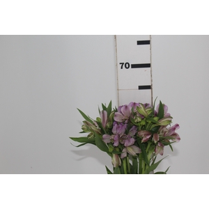 ALSTROEMERIA PLATINA 060 CM