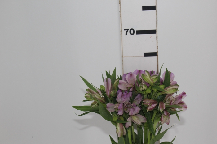 <h4>ALSTROEMERIA PLATINA 060 CM</h4>