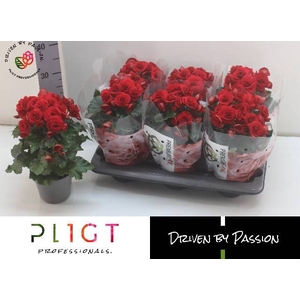 BEGONIA DU RED HALO P14