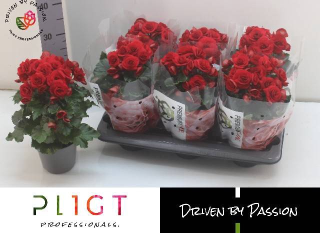 <h4>BEGONIA DU RED HALO P14</h4>