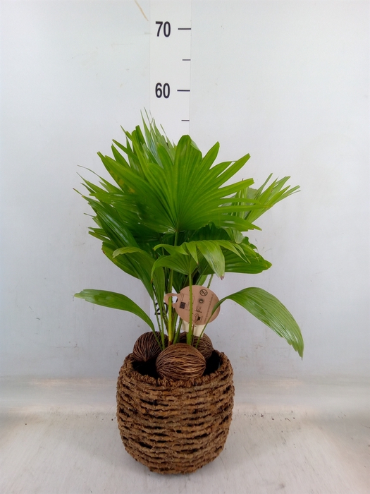 <h4>Livistona rotundifolia</h4>