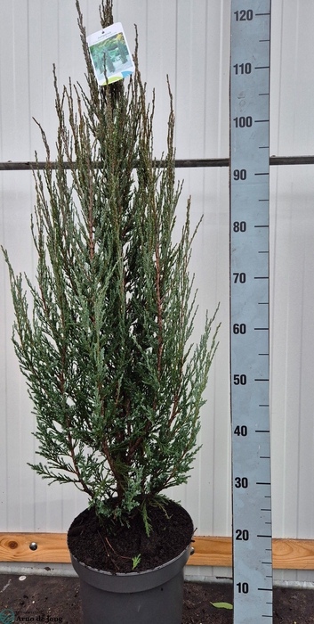 <h4>JUNI SC BLUE ARROW</h4>