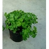 Petroselinum crispum