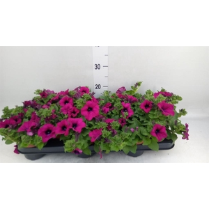 Petunia  'Sunpleasure Purple'
