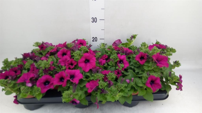 <h4>Petunia 'Sunpleasure Purple'</h4>