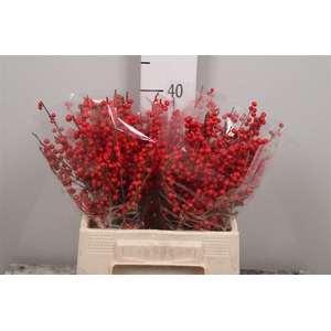 Ilex Ve Rode Bes (x40)