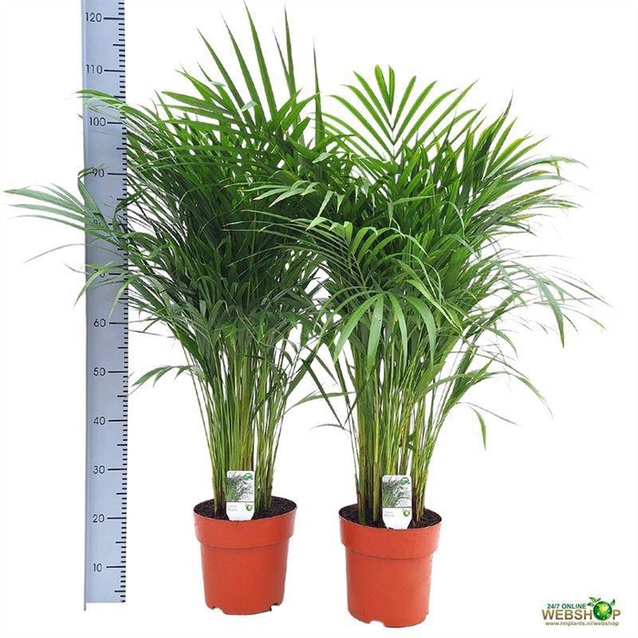 <h4>DYPSIS LUTESCENS</h4>