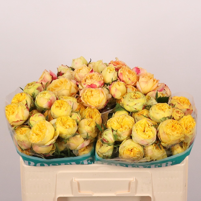 <h4>R TR PEONI ROSEVER</h4>