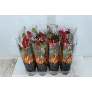 ANTHURIUM BANDEROLA ROJA P09