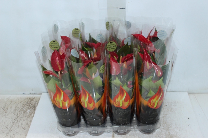<h4>ANTHURIUM BANDEROLA ROJA P09</h4>