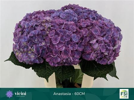 <h4>Hydr M Roy Anasta Bl 60cm</h4>