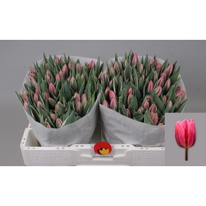 TU EN PRETTY PRINCES