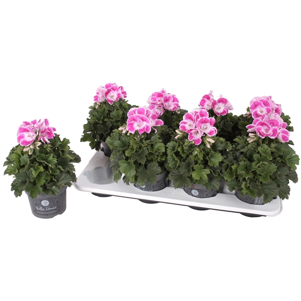 <h4>Pelg. Don Amalia 12cm</h4>