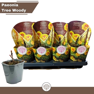 PAEONIA SUFFRUTICOSA