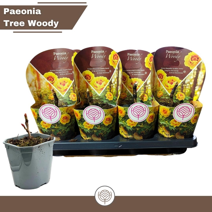 <h4>PAEONIA SUFFRUTICOSA</h4>