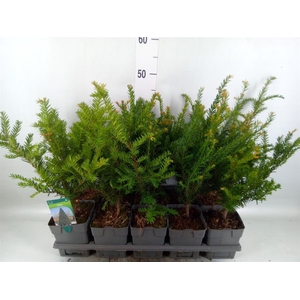 TAXUS BACCATA TAXUS BACCATA