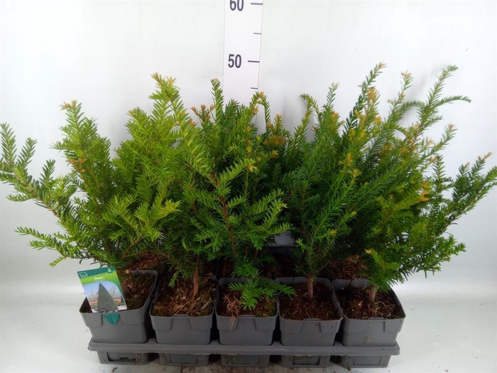 <h4>TAXUS BACCATA TAXUS BACCATA</h4>