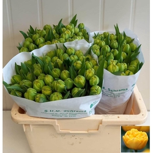 TU DU YELLOW POMPENE