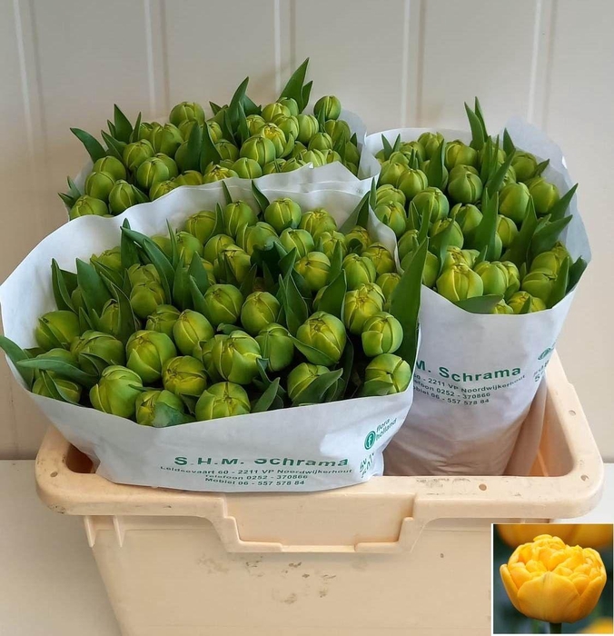 <h4>TU DU YELLOW POMPENE</h4>