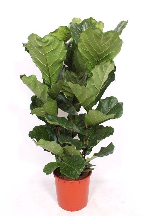 <h4>Ficus lyrata 3 per pot</h4>