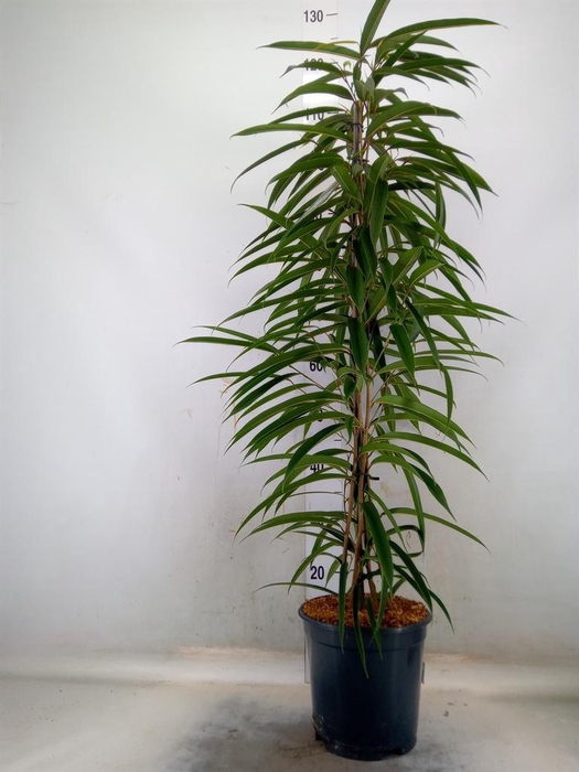 <h4>Ficus binn. 'Alii'</h4>