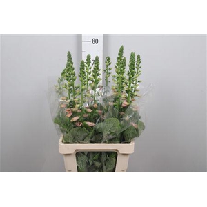 Digi Purpurea Salmon