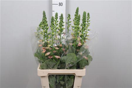 <h4>Digi Purpurea Salmon</h4>