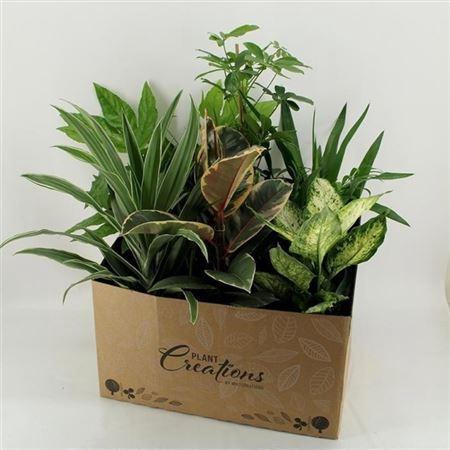 <h4>Plant Mix Groot Showdoos</h4>