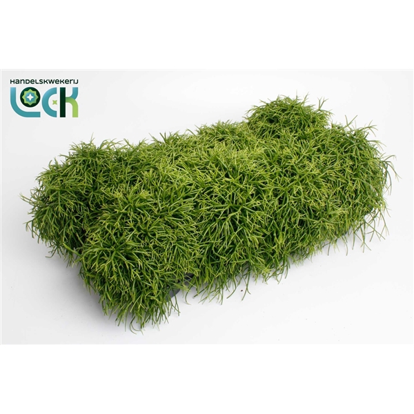 <h4>Rhipsalis Baccifera Oasis</h4>
