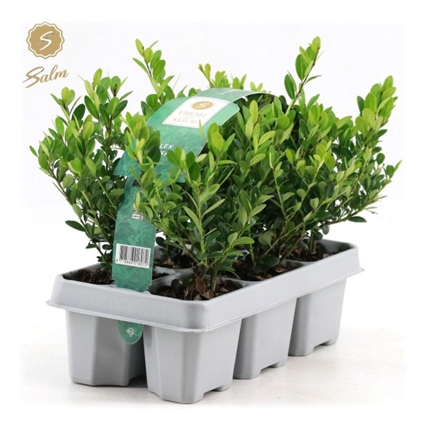 <h4>Ilex crenata 'Jenny'® 6-Pack</h4>