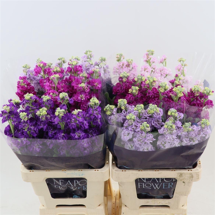 <h4>Matthiola Incana Impala Gemengd In Fust</h4>